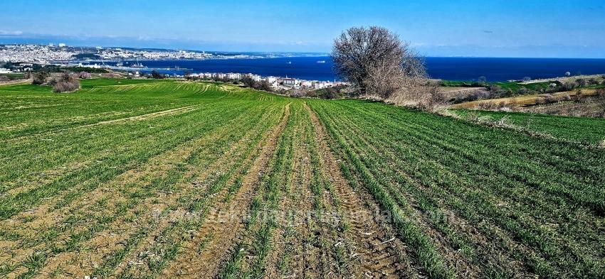 Grundstück Mit Freiem Meer- Und Naturblick, Geeignet Für Ein Villenprojekt Mit 75 Villen In Tekirdağ Barbarosta