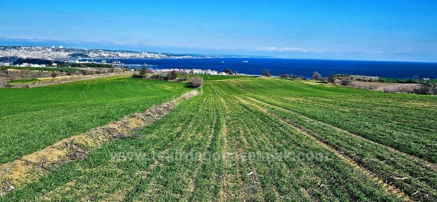 Grundstück Mit Freiem Meer- Und Naturblick, Geeignet Für Ein Villenprojekt Mit 75 Villen In Tekirdağ Barbarosta