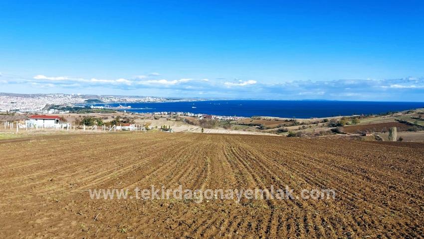 Gelände Zu verkaufen in Barbaros Bz. Süleymanpaşa Kumbağ - Villa-Zonierung - 6.350 m²