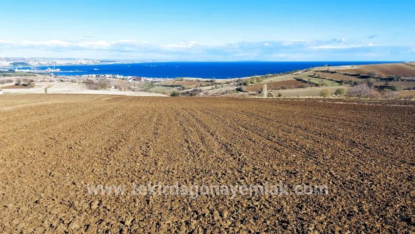 Gelände Zu verkaufen in Barbaros Bz. Süleymanpaşa Kumbağ - Villa-Zonierung - 6.350 m²