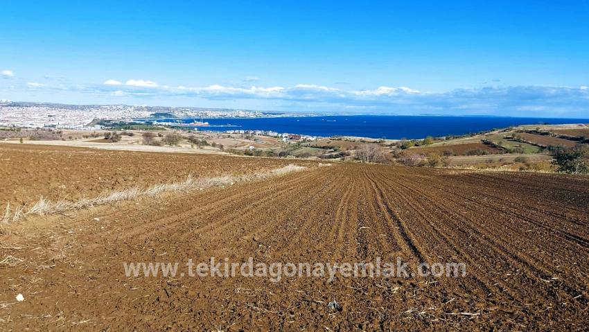 Gelände Zu verkaufen in Barbaros Bz. Süleymanpaşa Kumbağ - Villa-Zonierung - 6.350 m²