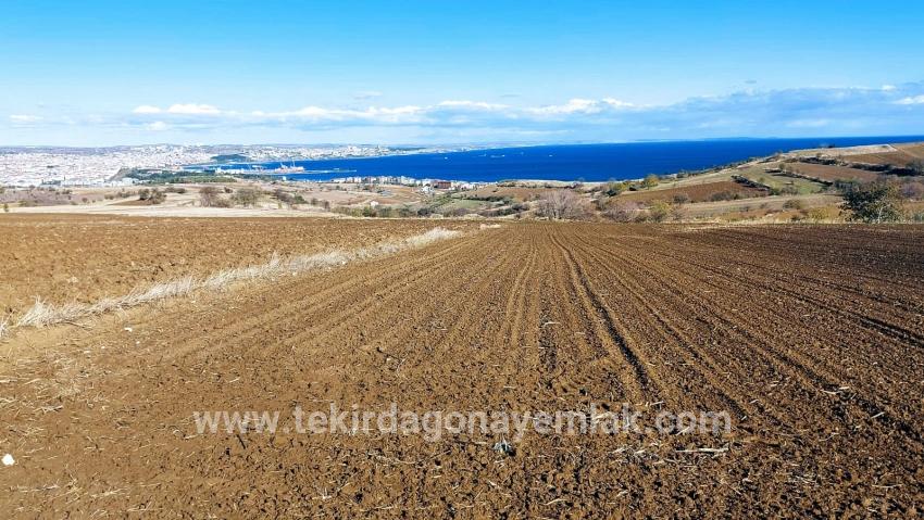 Gelände Zu verkaufen in Barbaros Bz. Süleymanpaşa Kumbağ - Villa-Zonierung - 6.350 m²