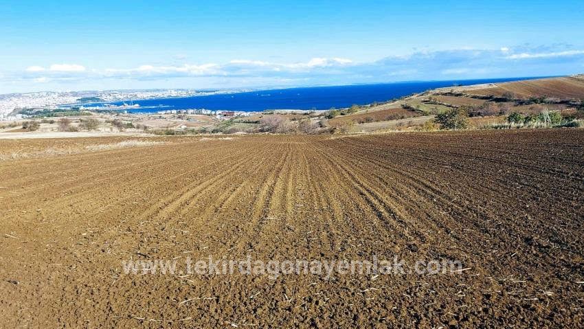 Gelände Zu verkaufen in Barbaros Bz. Süleymanpaşa Kumbağ - Villa-Zonierung - 6.350 m²
