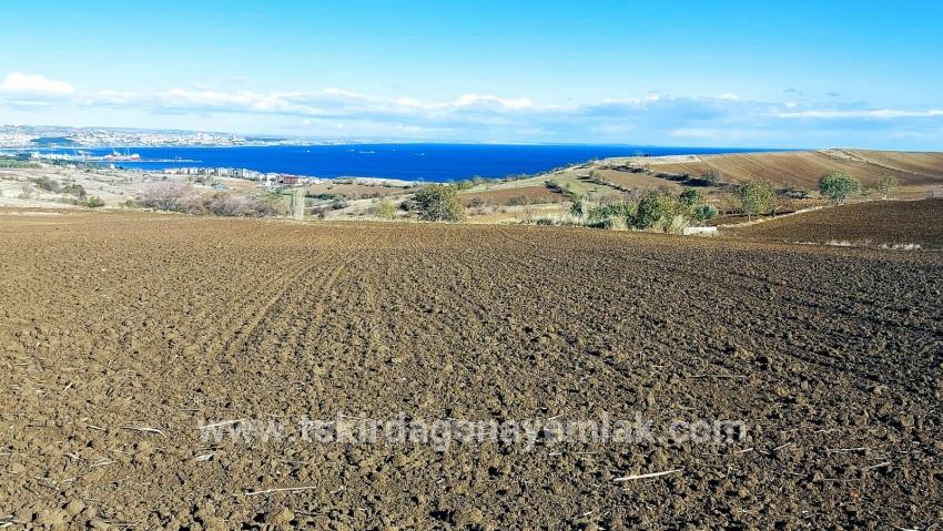 Gelände Zu verkaufen in Barbaros Bz. Süleymanpaşa Kumbağ - Villa-Zonierung - 6.350 m²