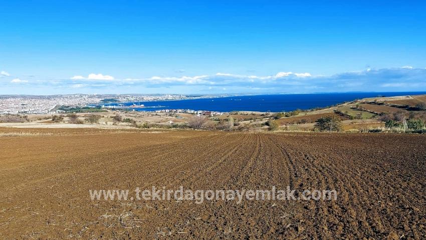 Gelände Zu verkaufen in Barbaros Bz. Süleymanpaşa Kumbağ - Villa-Zonierung - 6.350 m²