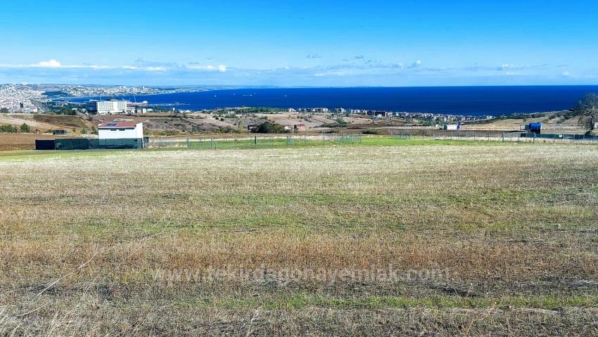 32 Luxusvillen Mit Herrlichem Meer-, Natur- Und Stadtblick, Für Das Projekt Geeignetes Grundstück