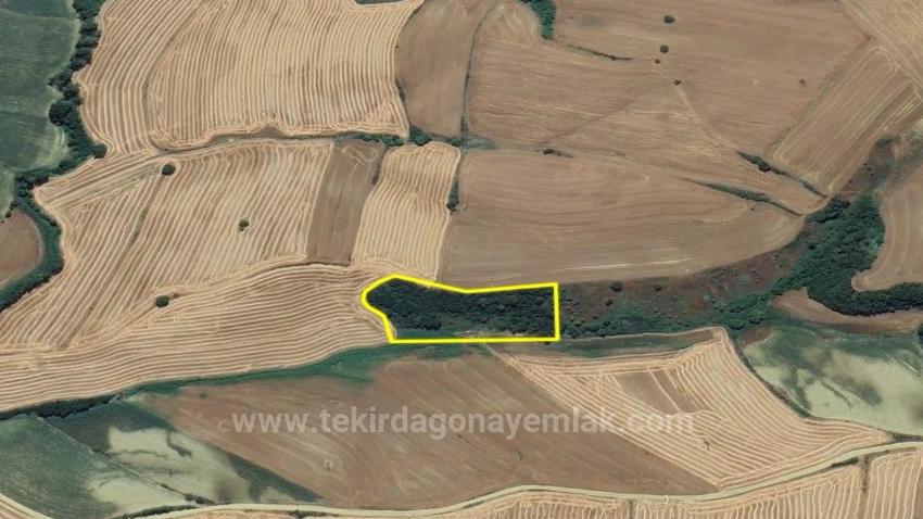 Feld Zu verkaufen in Oruçbeyli Bz. Süleymanpaşa - Feld-Zonierung - 8.100 m²