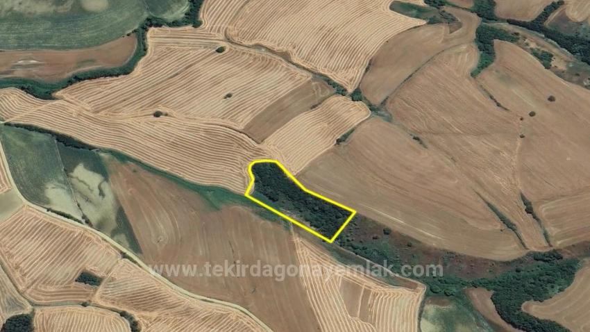 Feld Zu verkaufen in Oruçbeyli Bz. Süleymanpaşa - Feld-Zonierung - 8.100 m²