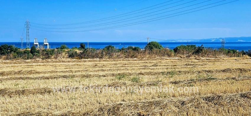 Feld Zu verkaufen in Barbaros Bz. Süleymanpaşa Kumbağ - Gehäuse-Zonierung - 8.500 m²