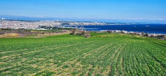 Grundstück Mit Freiem Meer- Und Naturblick, Geeignet Für Ein Villenprojekt Mit 75 Villen In Tekirdağ Barbarosta