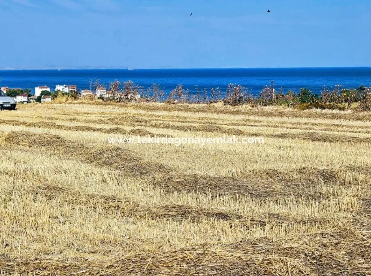 8.500 M2 Wohngebiet Zum Dringenden Verkauf In Der Nähe Des Hafens Von Asyaport