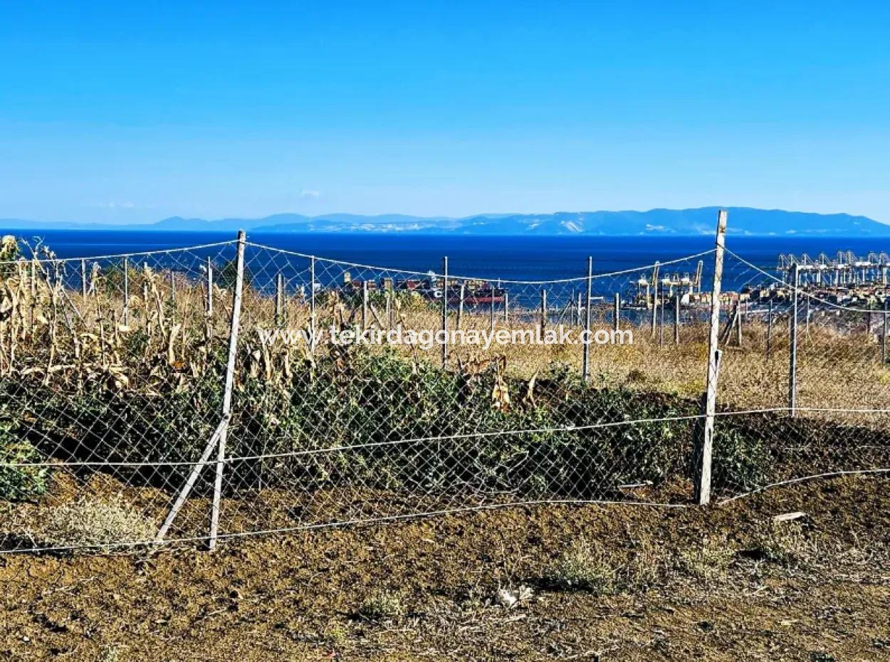 765 M2 Schnäppchengrundstück Mit Vollem Meerblick Zum Dringenden Verkauf In Tekirdag Barbarosta