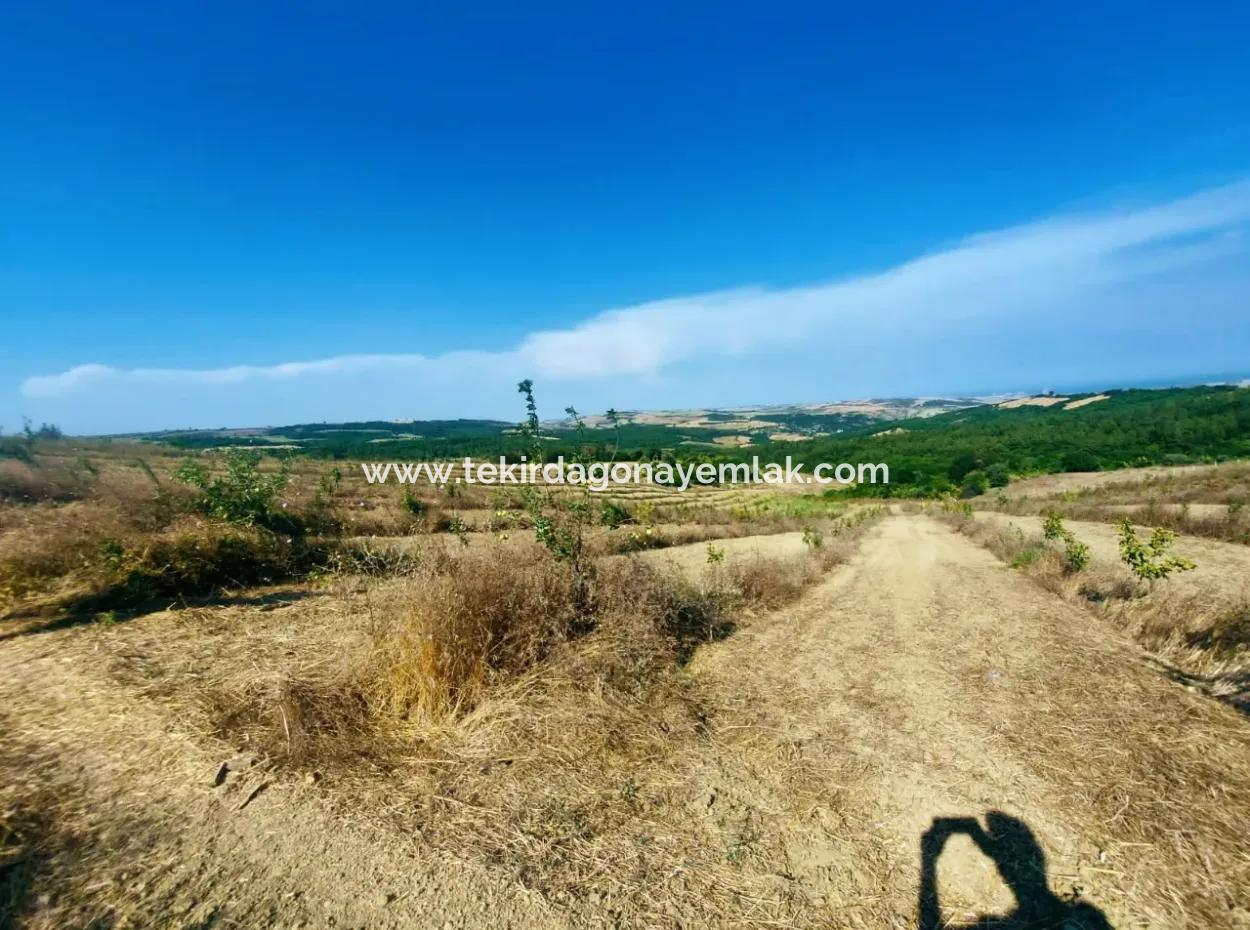 Wenn Sie Einen Dringend 35 Hektar Grossen Obstgarten Zum Verkauf Haben Möchten, Können Sie Auch Einen Bauernhof Nutzen, Der Für Die Gelegenheit Geeignet Ist, In Das Feld Zu Investieren