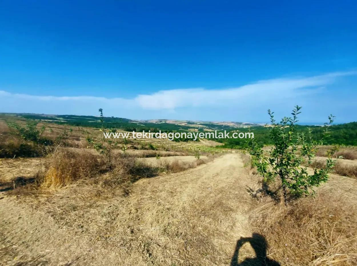 Wenn Sie Einen Dringend 35 Hektar Grossen Obstgarten Zum Verkauf Haben Möchten, Können Sie Auch Einen Bauernhof Nutzen, Der Für Die Gelegenheit Geeignet Ist, In Das Feld Zu Investieren
