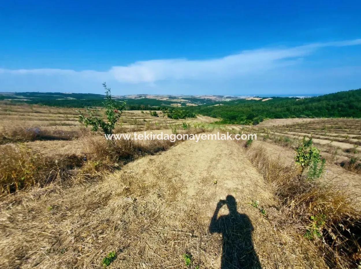 Wenn Sie Einen Dringend 35 Hektar Grossen Obstgarten Zum Verkauf Haben Möchten, Können Sie Auch Einen Bauernhof Nutzen, Der Für Die Gelegenheit Geeignet Ist, In Das Feld Zu Investieren