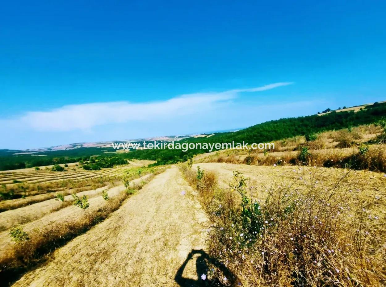 Wenn Sie Einen Dringend 35 Hektar Grossen Obstgarten Zum Verkauf Haben Möchten, Können Sie Auch Einen Bauernhof Nutzen, Der Für Die Gelegenheit Geeignet Ist, In Das Feld Zu Investieren