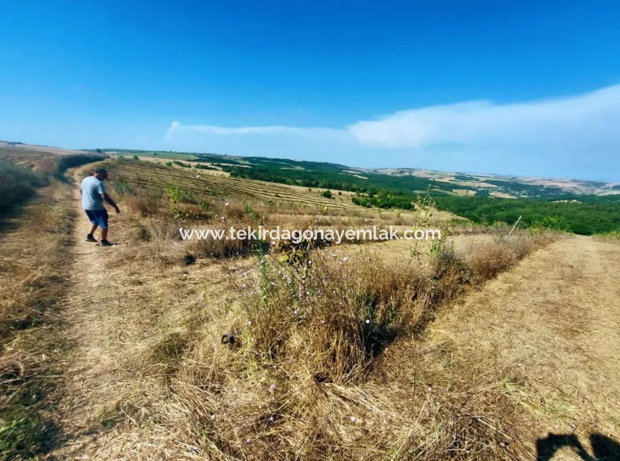 Wenn Sie Einen Dringend 35 Hektar Grossen Obstgarten Zum Verkauf Haben Möchten, Können Sie Auch Einen Bauernhof Nutzen, Der Für Die Gelegenheit Geeignet Ist, In Das Feld Zu Investieren