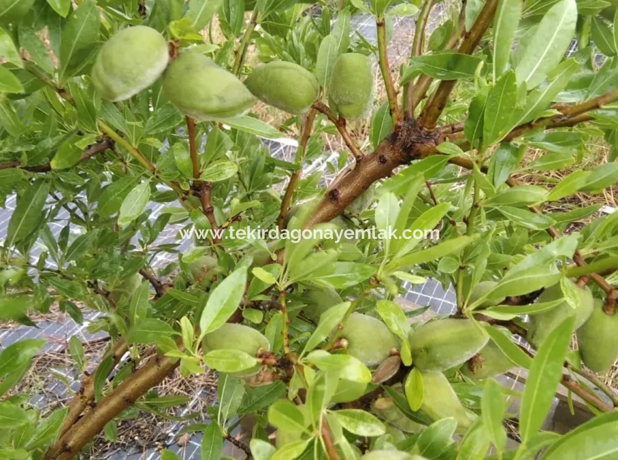 Wenn Sie Einen Dringend 35 Hektar Grossen Obstgarten Zum Verkauf Haben Möchten, Können Sie Auch Einen Bauernhof Nutzen, Der Für Die Gelegenheit Geeignet Ist, In Das Feld Zu Investieren