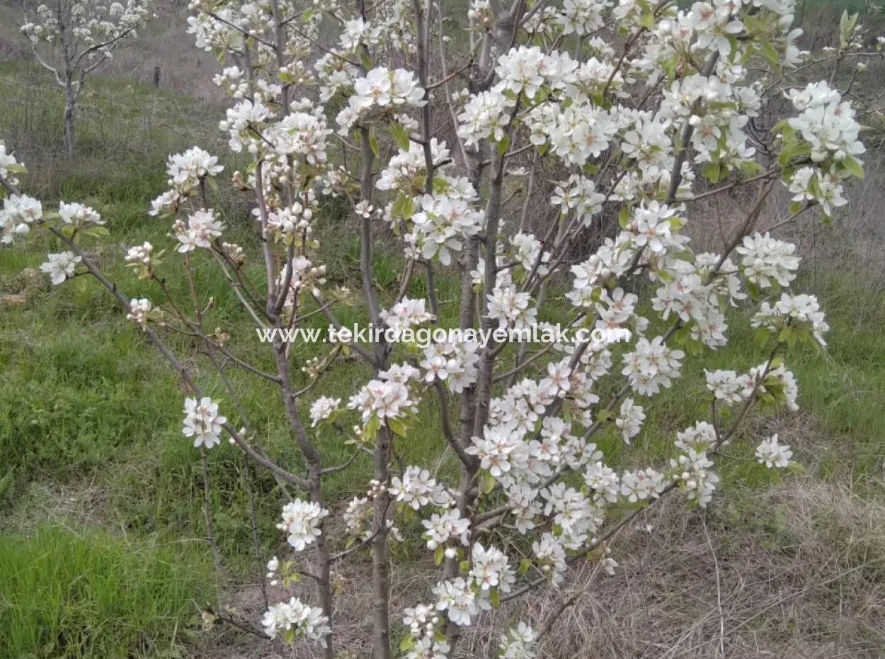 Wenn Sie Einen Dringend 35 Hektar Grossen Obstgarten Zum Verkauf Haben Möchten, Können Sie Auch Einen Bauernhof Nutzen, Der Für Die Gelegenheit Geeignet Ist, In Das Feld Zu Investieren