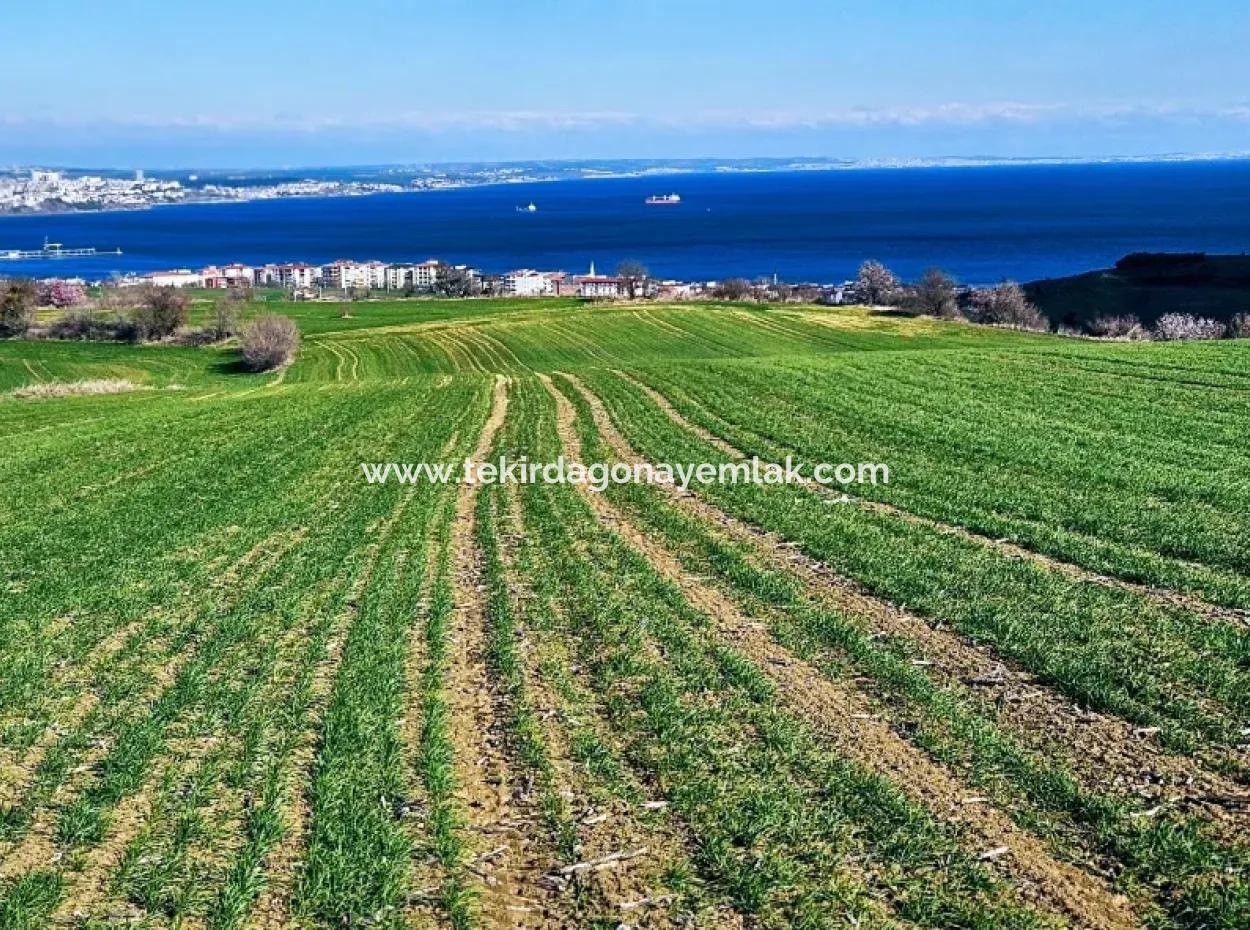 Die Nächstgelegene Region Zu Istanbul Ist Tekirdag Barbarost 34.500 Opportunity Zoned Land, Das Sich Für Den Bau Von 75 Luxusvillen Mit Vollem Blick Auf Das Meer Und Die Natur Eignet