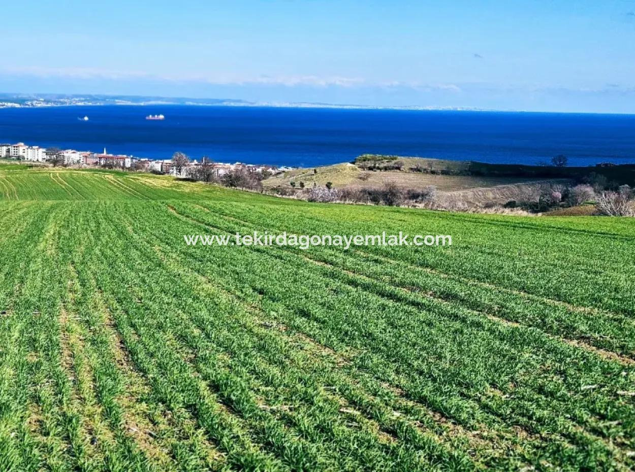 Die Nächstgelegene Region Zu Istanbul Ist Tekirdag Barbarost 34.500 Opportunity Zoned Land, Das Sich Für Den Bau Von 75 Luxusvillen Mit Vollem Blick Auf Das Meer Und Die Natur Eignet