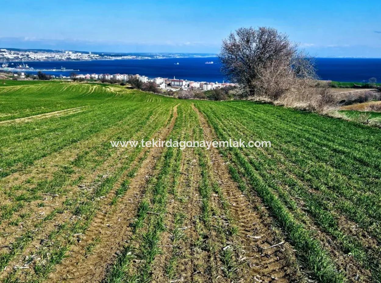 Die Nächstgelegene Region Zu Istanbul Ist Tekirdag Barbarost 34.500 Opportunity Zoned Land, Das Sich Für Den Bau Von 75 Luxusvillen Mit Vollem Blick Auf Das Meer Und Die Natur Eignet