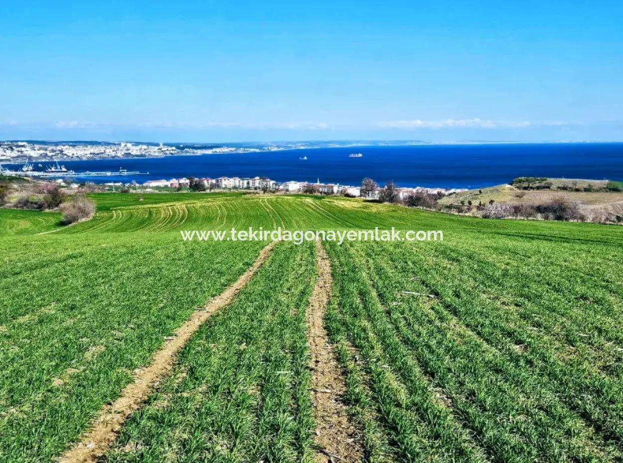 Die Nächstgelegene Region Zu Istanbul Ist Tekirdag Barbarost 34.500 Opportunity Zoned Land, Das Sich Für Den Bau Von 75 Luxusvillen Mit Vollem Blick Auf Das Meer Und Die Natur Eignet