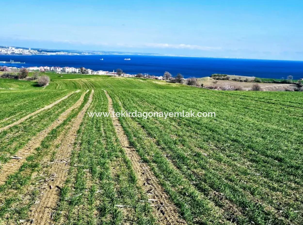 Die Nächstgelegene Region Zu Istanbul Ist Tekirdag Barbarost 34.500 Opportunity Zoned Land, Das Sich Für Den Bau Von 75 Luxusvillen Mit Vollem Blick Auf Das Meer Und Die Natur Eignet