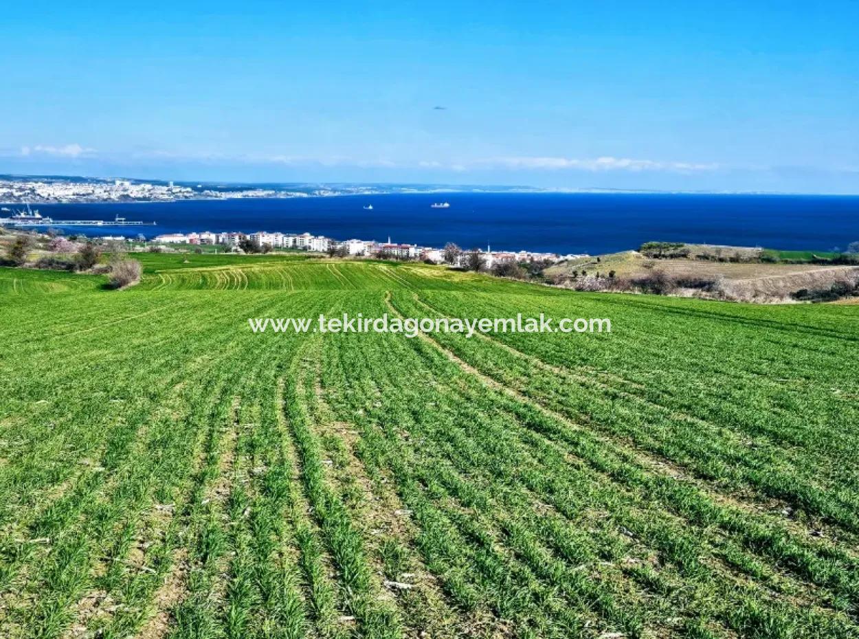 Die Nächstgelegene Region Zu Istanbul Ist Tekirdag Barbarost 34.500 Opportunity Zoned Land, Das Sich Für Den Bau Von 75 Luxusvillen Mit Vollem Blick Auf Das Meer Und Die Natur Eignet