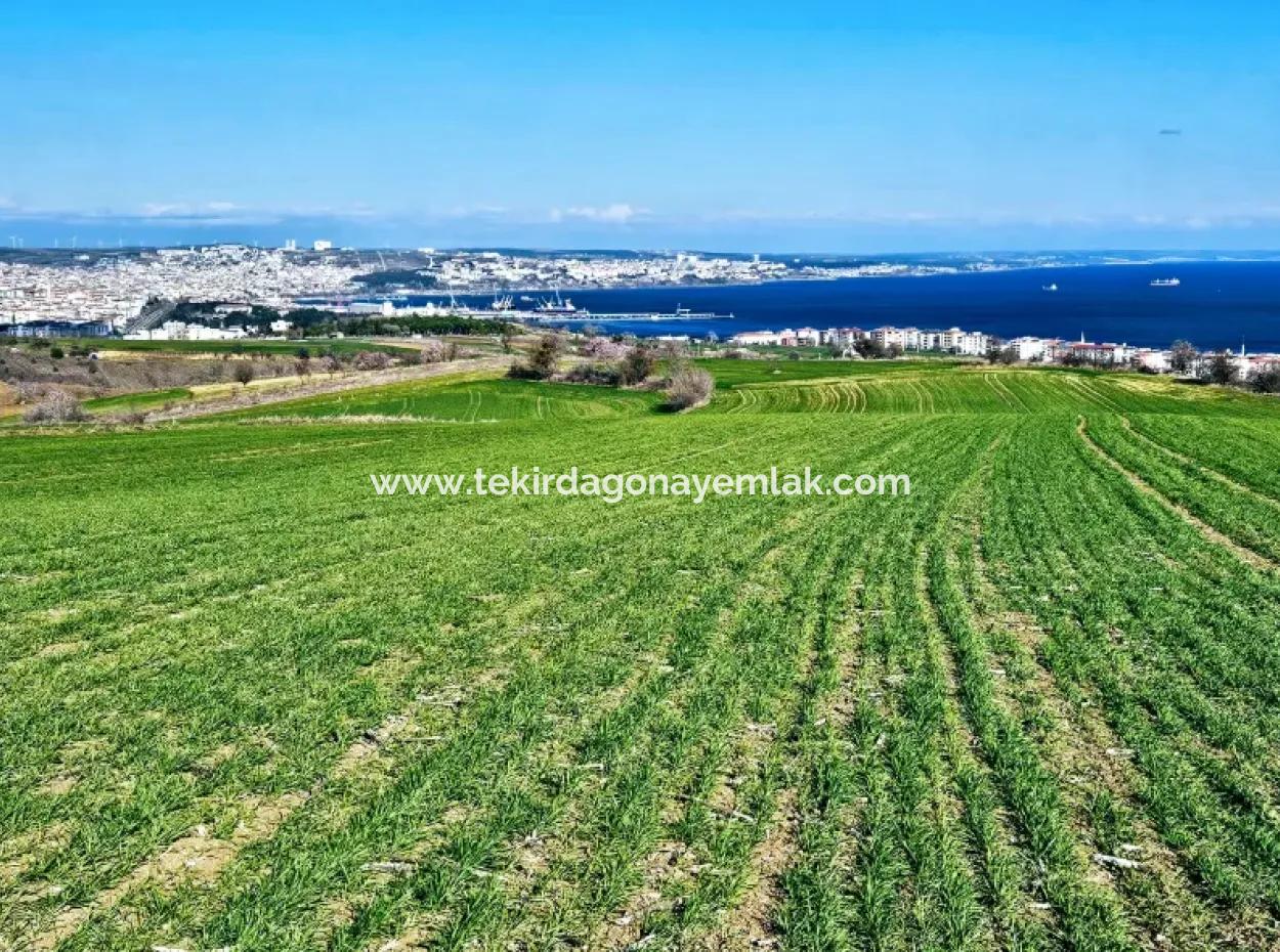 Die Nächstgelegene Region Zu Istanbul Ist Tekirdag Barbarost 34.500 Opportunity Zoned Land, Das Sich Für Den Bau Von 75 Luxusvillen Mit Vollem Blick Auf Das Meer Und Die Natur Eignet