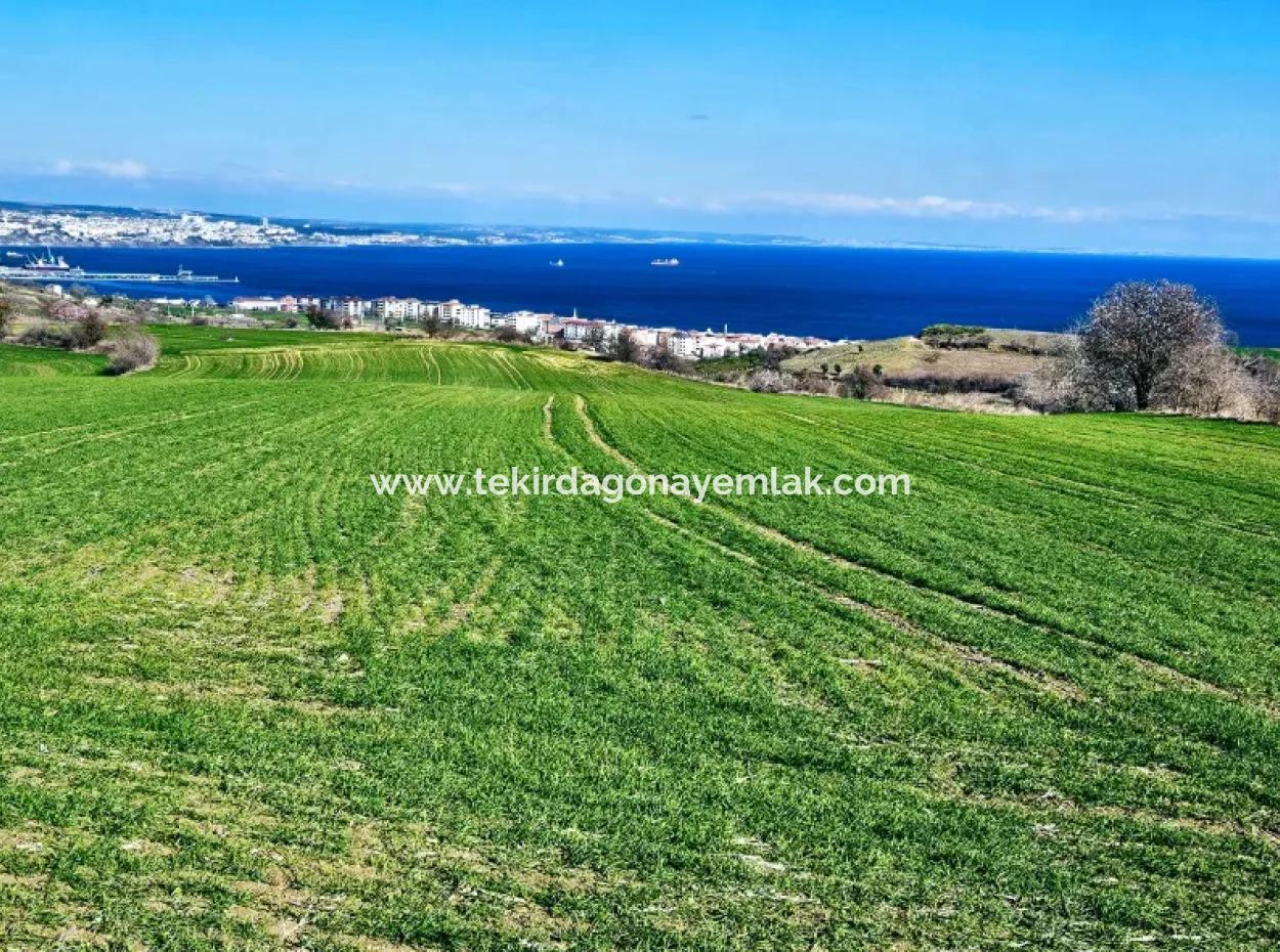 Die Nächstgelegene Region Zu Istanbul Ist Tekirdag Barbarost 34.500 Opportunity Zoned Land, Das Sich Für Den Bau Von 75 Luxusvillen Mit Vollem Blick Auf Das Meer Und Die Natur Eignet