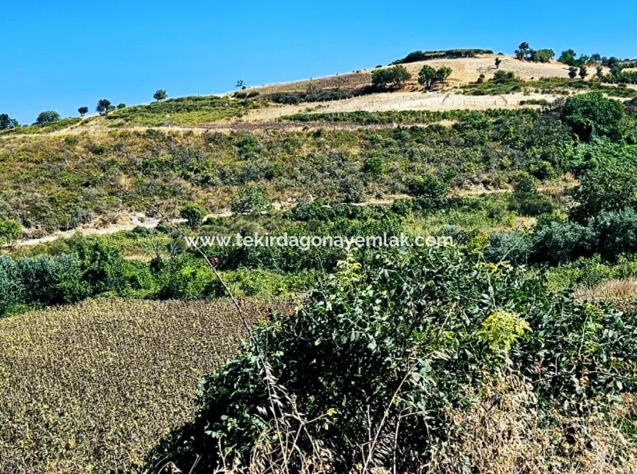 9.100 M2 Dringender Verkauf In Tekirdag Barbarosta, Egal Ob Sie Ein Grundstück Machen Oder Eine Villa Bauen Möchten Hohe Gewinngarantie