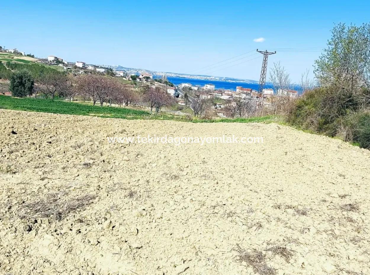 Investitionsmöglichkeit: 615 M2 Eckgrundstück Zum Verkauf In Tekirdag Barbaros - Dringender Verkauf, Meer- Und Naturblick, 0 Zonenbu Harika Konumda Ve 615 M2 Genişliğindeki Acil Satılık Köşe Arsa, Yatırımcılar Için Muazz