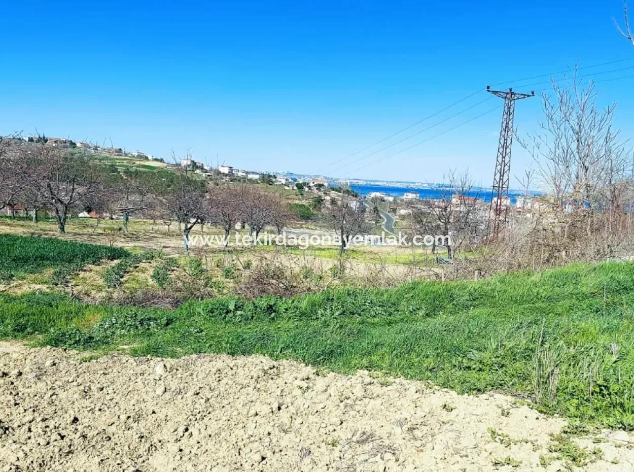Investitionsmöglichkeit: 615 M2 Eckgrundstück Zum Verkauf In Tekirdag Barbaros - Dringender Verkauf, Meer- Und Naturblick, 0 Zonenbu Harika Konumda Ve 615 M2 Genişliğindeki Acil Satılık Köşe Arsa, Yatırımcılar Için Muazz