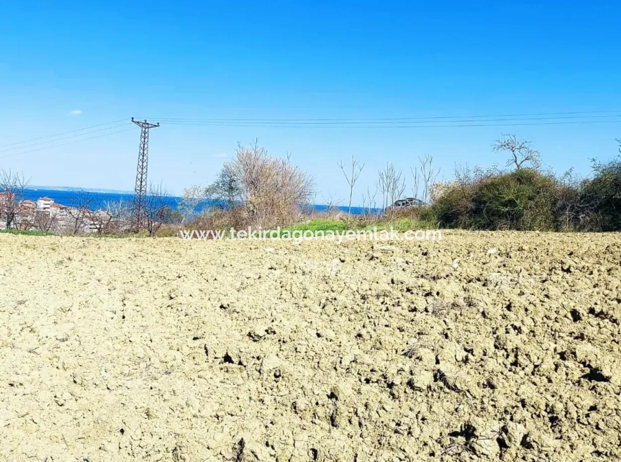 Investitionsmöglichkeit: 615 M2 Eckgrundstück Zum Verkauf In Tekirdag Barbaros - Dringender Verkauf, Meer- Und Naturblick, 0 Zonenbu Harika Konumda Ve 615 M2 Genişliğindeki Acil Satılık Köşe Arsa, Yatırımcılar Için Muazz