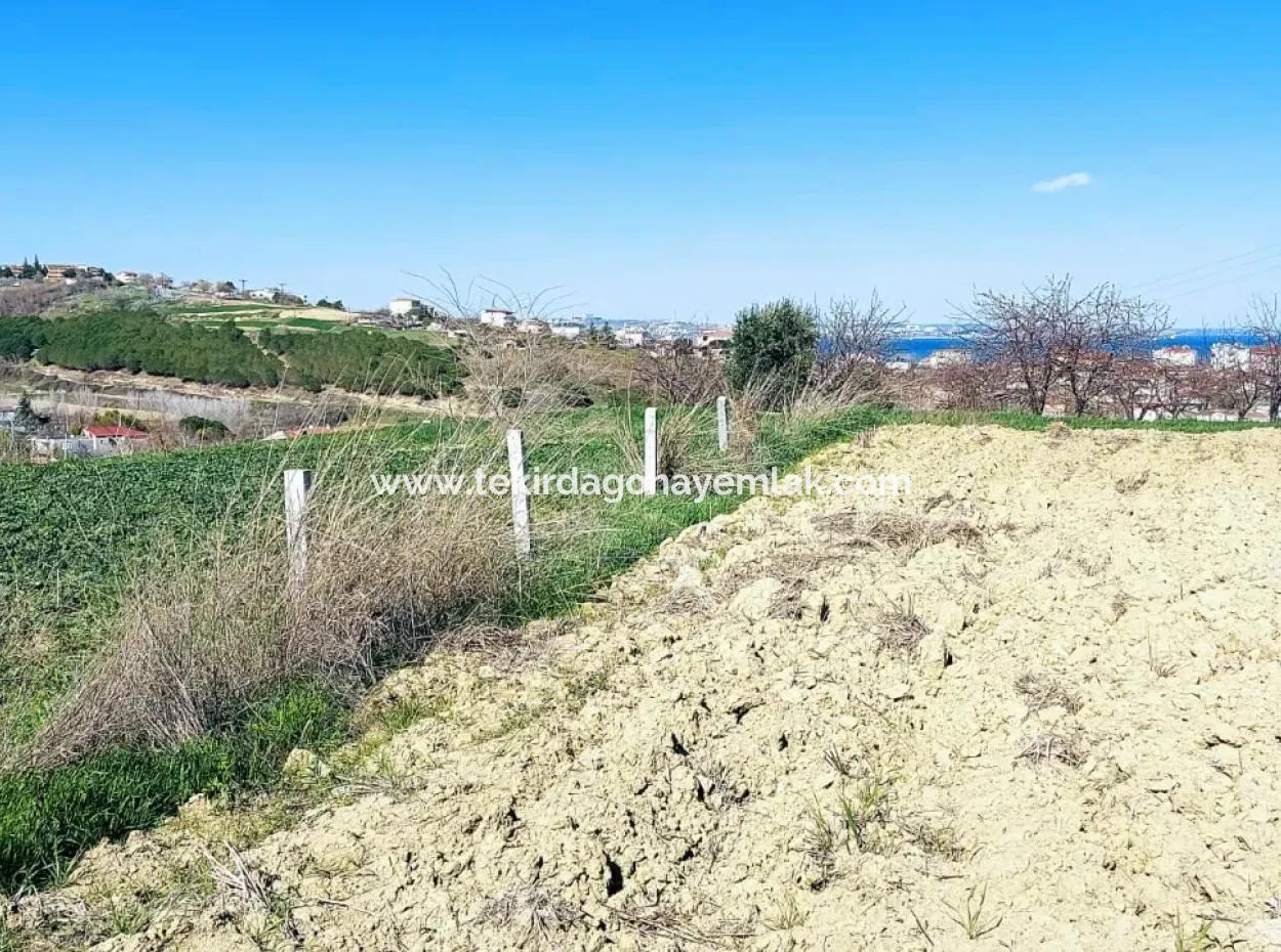 Investitionsmöglichkeit: 615 M2 Eckgrundstück Zum Verkauf In Tekirdag Barbaros - Dringender Verkauf, Meer- Und Naturblick, 0 Zonenbu Harika Konumda Ve 615 M2 Genişliğindeki Acil Satılık Köşe Arsa, Yatırımcılar Için Muazz