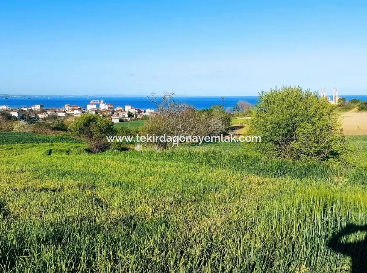 Investitionsmöglichkeit: 615 M2 Eckgrundstück Zum Verkauf In Tekirdag Barbaros - Dringender Verkauf, Meer- Und Naturblick, 0 Zonenbu Harika Konumda Ve 615 M2 Genişliğindeki Acil Satılık Köşe Arsa, Yatırımcılar Için Muazz