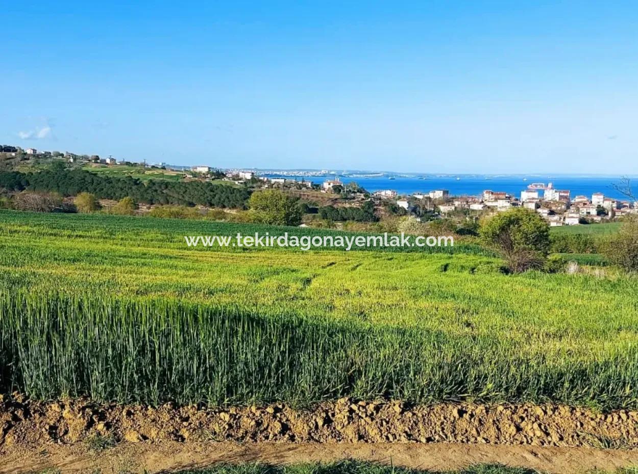 Investitionsmöglichkeit: 615 M2 Eckgrundstück Zum Verkauf In Tekirdag Barbaros - Dringender Verkauf, Meer- Und Naturblick, 0 Zonenbu Harika Konumda Ve 615 M2 Genişliğindeki Acil Satılık Köşe Arsa, Yatırımcılar Için Muazz