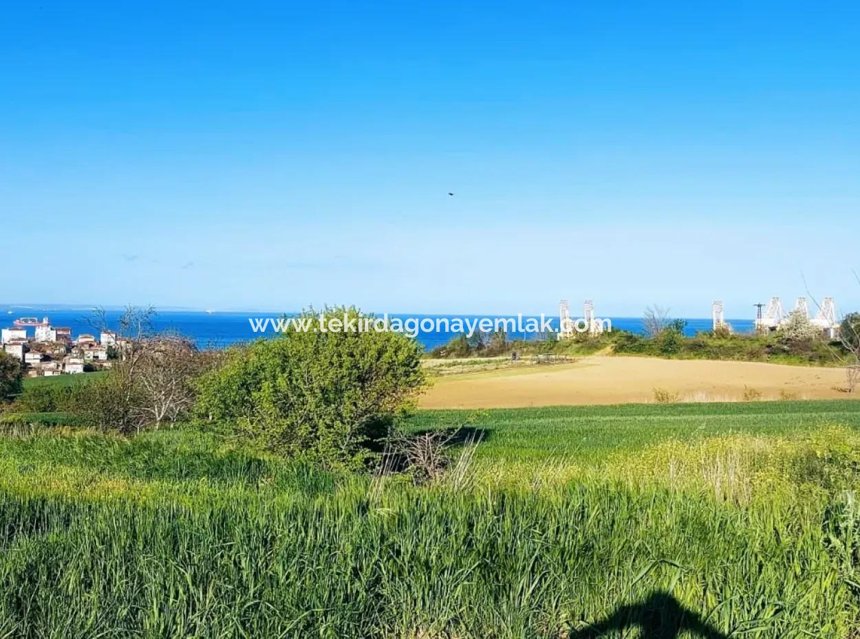Investitionsmöglichkeit: 615 M2 Eckgrundstück Zum Verkauf In Tekirdag Barbaros - Dringender Verkauf, Meer- Und Naturblick, 0 Zonenbu Harika Konumda Ve 615 M2 Genişliğindeki Acil Satılık Köşe Arsa, Yatırımcılar Için Muazz