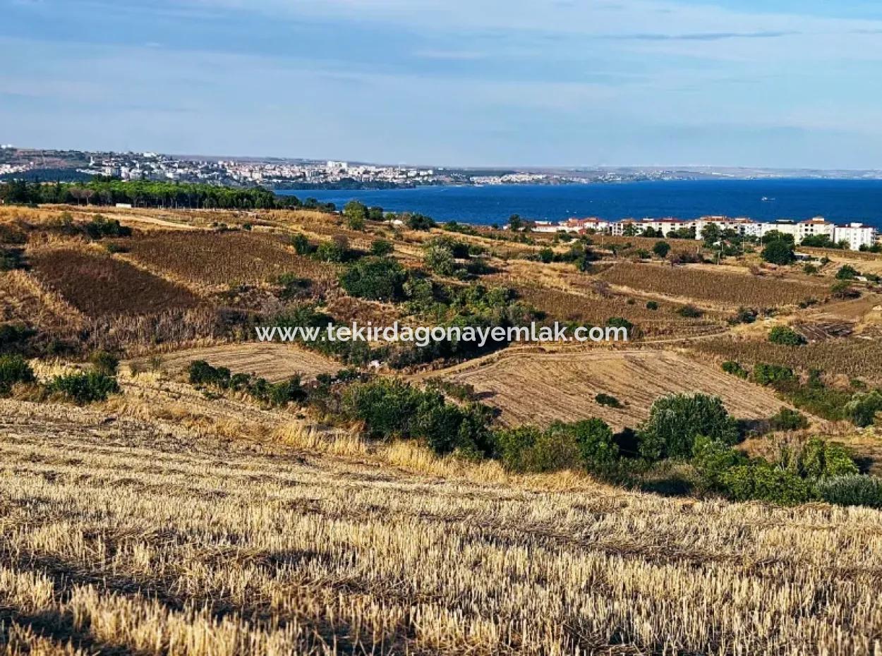1.150 M² Großes Grundstück In Der Nähe Des Ramada Hotels In Tekirdag Suleymanpasa Barbaros - Topagac