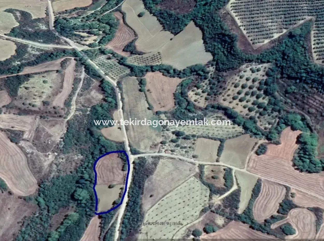 Dieses 5.500 Quadratmeter Große Feld Am Bach Liegt Im Bezirk Tekirdağ Süleymanpaşa Yeniköy