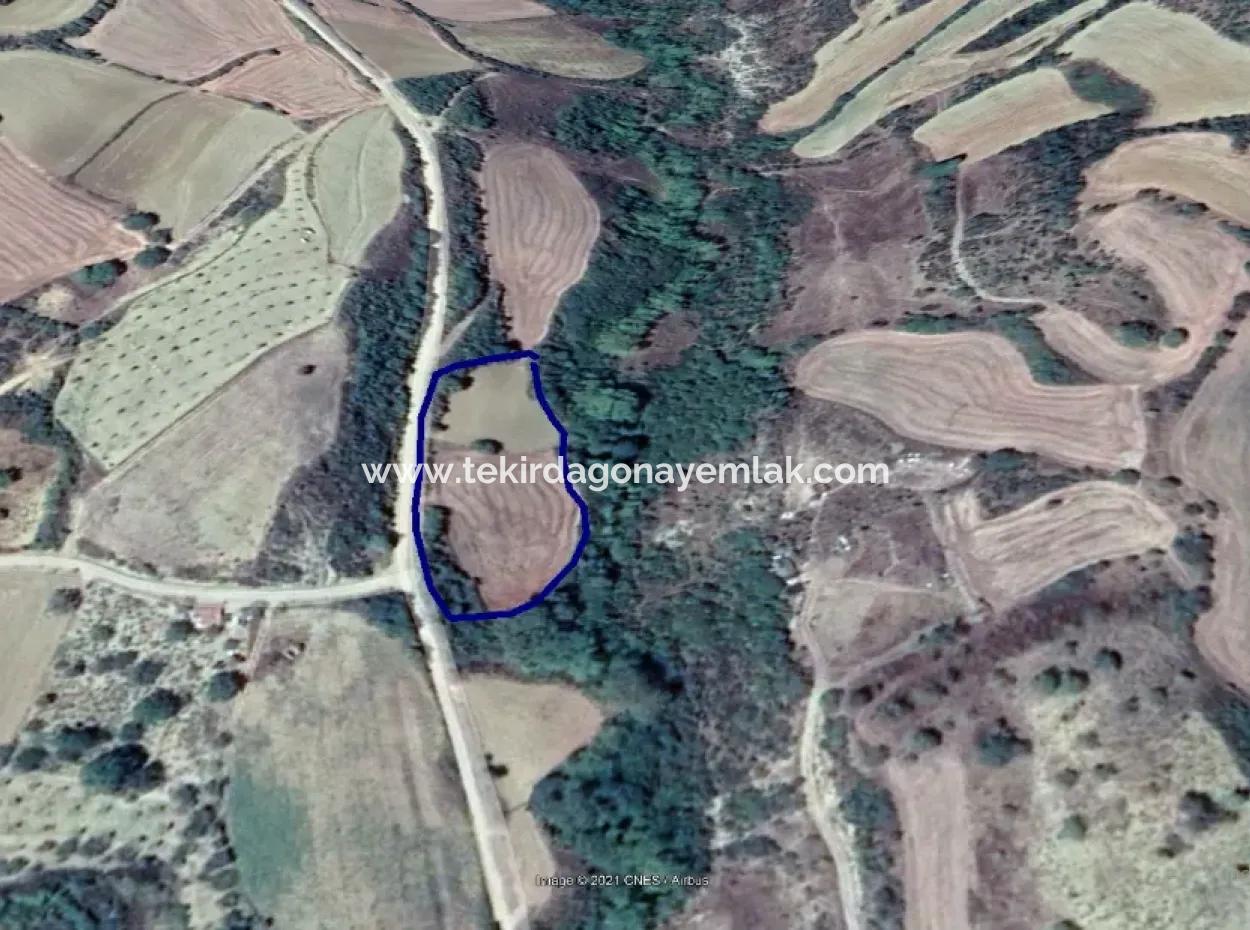 Dieses 5.500 Quadratmeter Große Feld Am Bach Liegt Im Bezirk Tekirdağ Süleymanpaşa Yeniköy