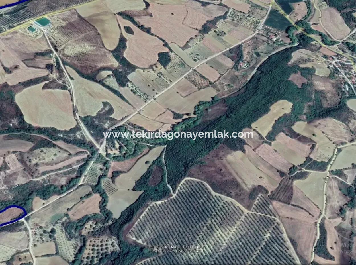 Dieses 5.500 Quadratmeter Große Feld Am Bach Liegt Im Bezirk Tekirdağ Süleymanpaşa Yeniköy