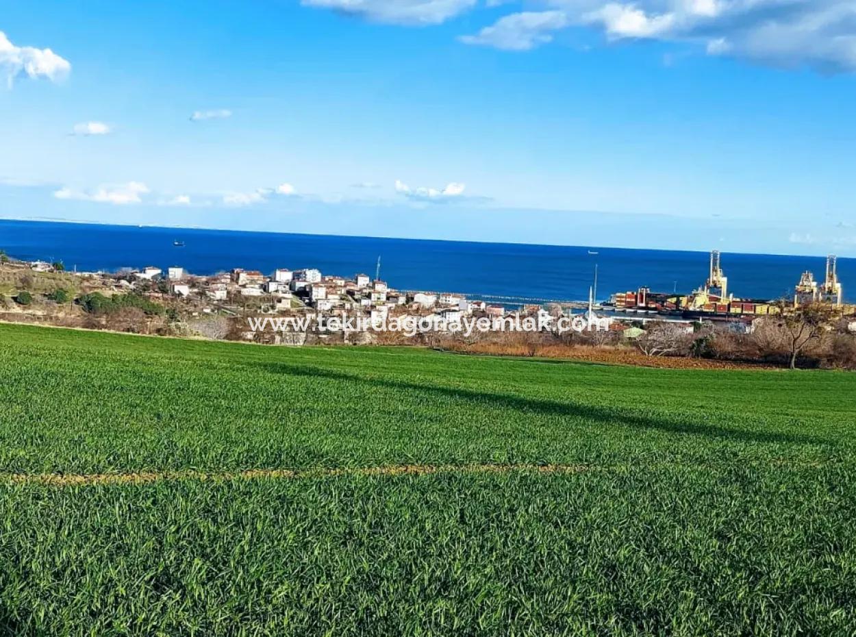 17 980 M2 Feld Zum Verkauf In Der Nähe Des Hafens Von Tekirdag Barbaros Asyaport