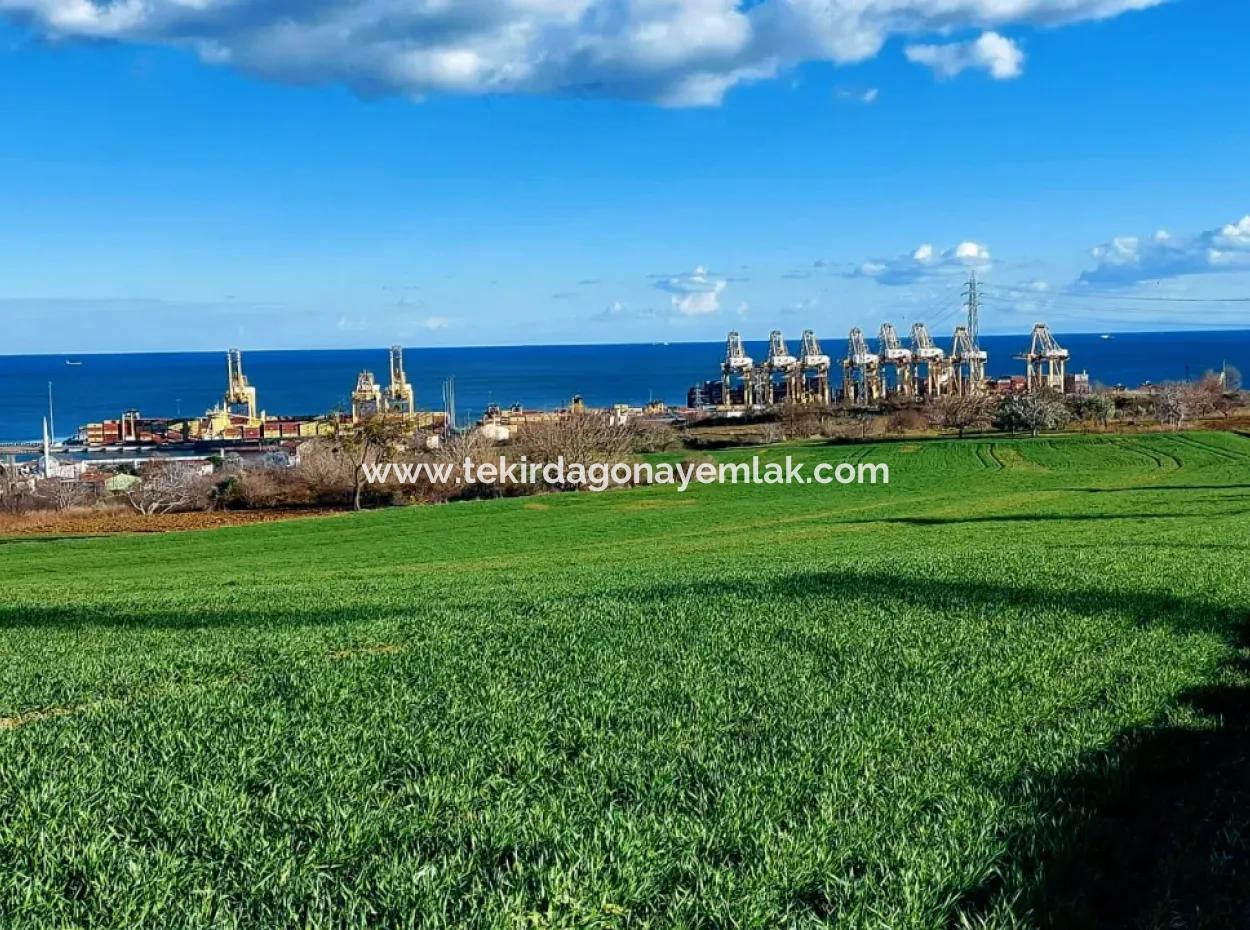 17 980 M2 Feld Zum Verkauf In Der Nähe Des Hafens Von Tekirdag Barbaros Asyaport