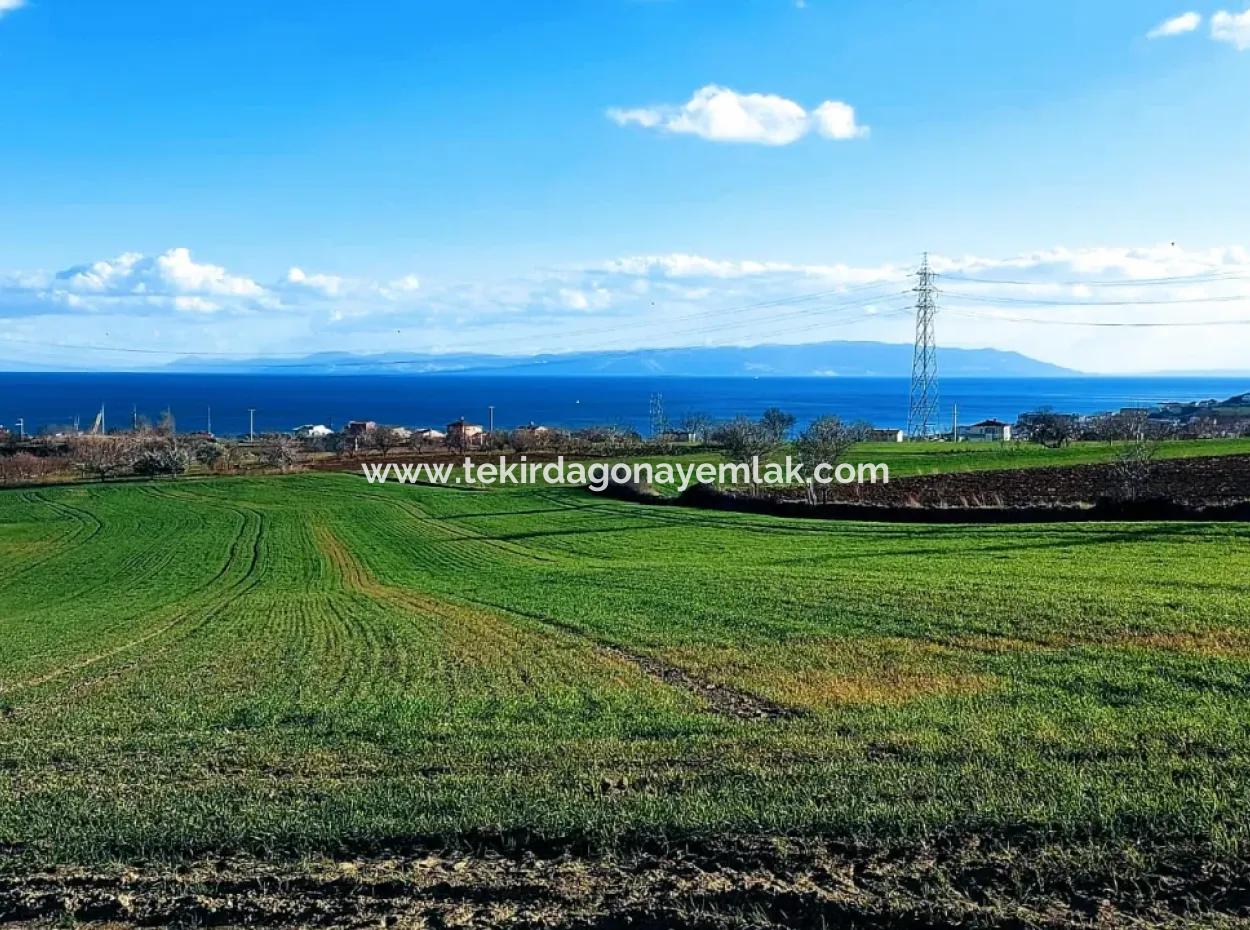 17 980 M2 Feld Zum Verkauf In Der Nähe Des Hafens Von Tekirdag Barbaros Asyaport