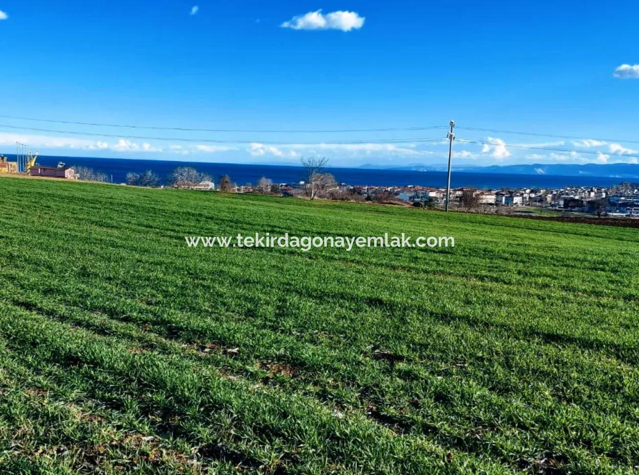 Dieses 11.100 M2 Große Wohngrundstück Befindet Sich In Süleymanpaşa Barbaros, Tekirdag, In Einer Großartigen Lage.