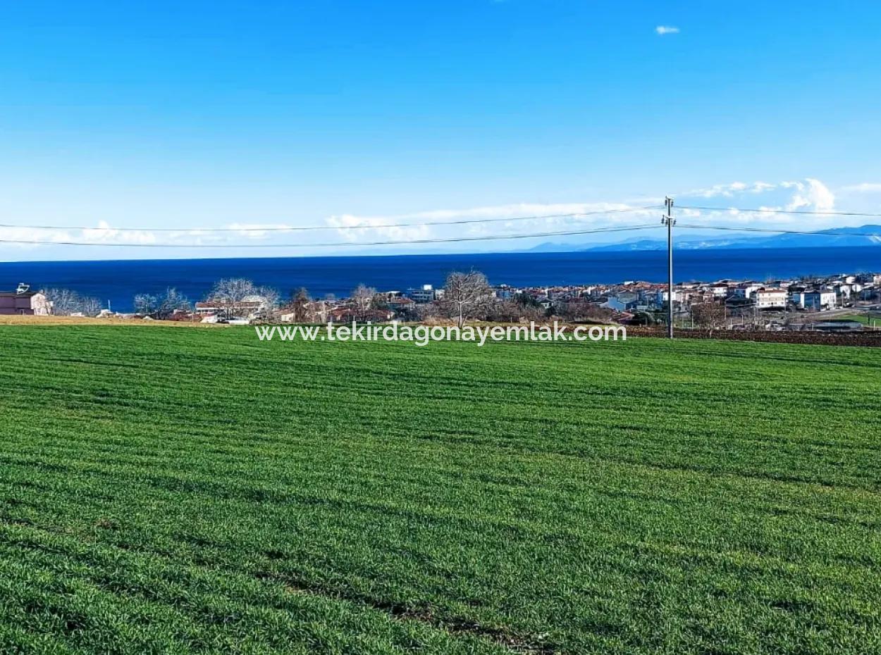 Dieses 11.100 M2 Große Wohngrundstück Befindet Sich In Süleymanpaşa Barbaros, Tekirdag, In Einer Großartigen Lage.
