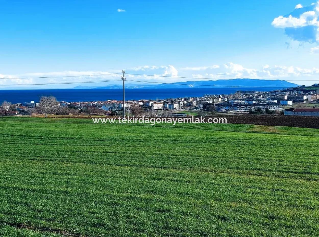 Dieses 11.100 M2 Große Wohngrundstück Befindet Sich In Süleymanpaşa Barbaros, Tekirdag, In Einer Großartigen Lage.