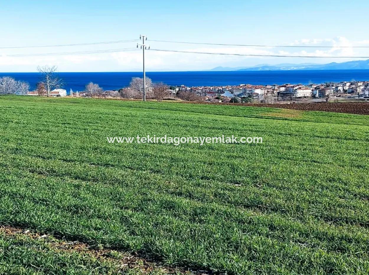 Dieses 11.100 M2 Große Wohngrundstück Befindet Sich In Süleymanpaşa Barbaros, Tekirdag, In Einer Großartigen Lage.